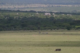 Orngatuny Mara King Camp