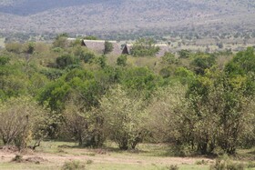 Orngatuny Mara King Camp