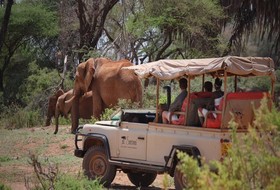 Saruni Samburu