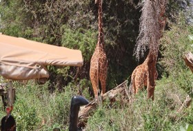 Saruni Samburu