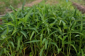Angkor Rendezvous Villa