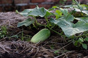 Angkor Rendezvous Villa
