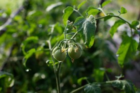 Angkor Rendezvous Villa