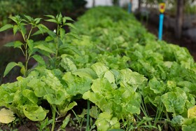 Angkor Rendezvous Villa