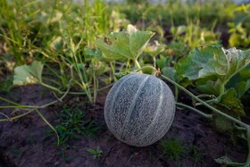 Angkor Rendezvous Villa