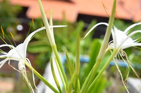 Filia D'Angkor Boutique Villa