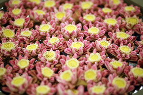 Khmer Mansion Boutique Hotel