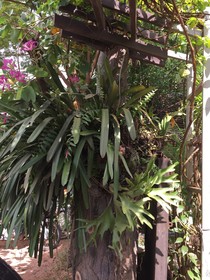 The Seda Villa