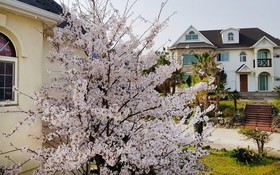 Jeju 20 Young Guest House