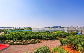 Jeju Osaekgyul Cheheom Pension