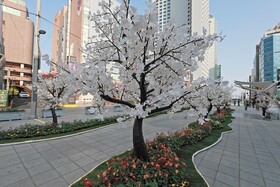 Sota Collection The Haeundae