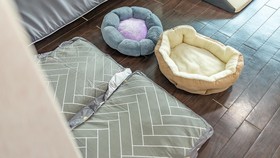 Chuncheon Dogandstay