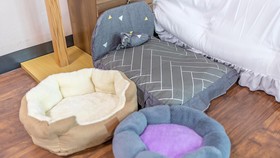 Chuncheon Dogandstay