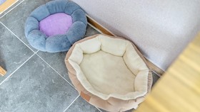 Chuncheon Dogandstay