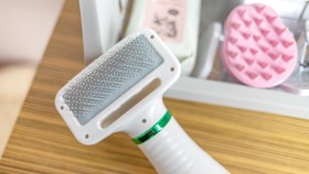 Chuncheon Dogandstay