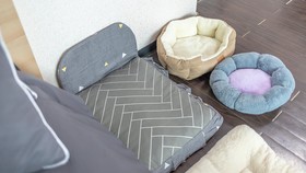 Chuncheon Dogandstay