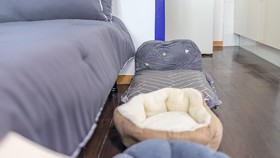 Chuncheon Dogandstay