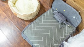 Chuncheon Dogandstay