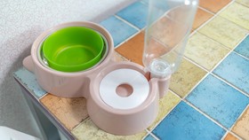 Chuncheon Dogandstay