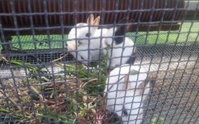 Chuncheon Pet Island Pension