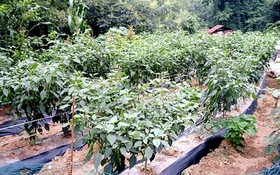 Chuncheon Supsogiyagi Pension