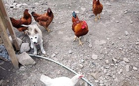 Chuncheon Supsogiyagi Pension