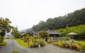 Chungju Wildflowers And Gotaengnadeuri