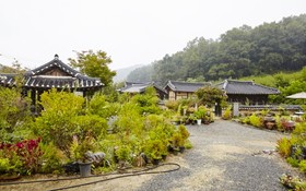 Chungju Wildflowers And Gotaengnadeuri