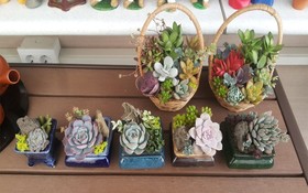 Chungju Wildflowers And Gotaengnadeuri