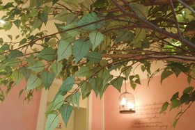 Daejeon Cherry