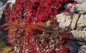 Ganghwado Gold View Pension