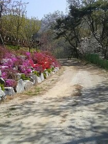 Sunshine Garden Pension