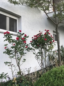 Namhae German Village Frankfurt Story