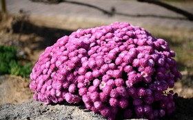 Paju Bau Garden Pension