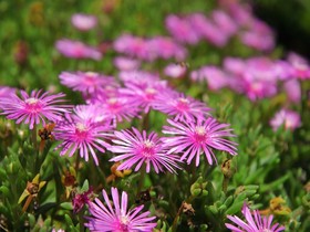 Jeju Haenuri Jungmun Guesthouse