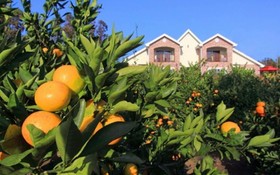 Seoguipo Lucky Clover Pension