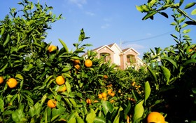 Seoguipo Lucky Clover Pension