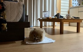 Seogwipo Ilhae Pension