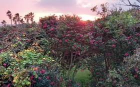 Seogwipo Ilhae Pension