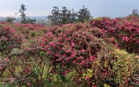 Seogwipo Ilhae Pension