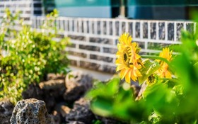 Seogwipo Soesokkak Cheonil Pension