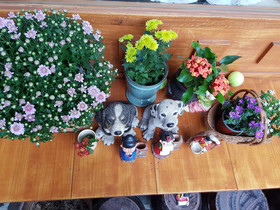 Dajayon Guest House