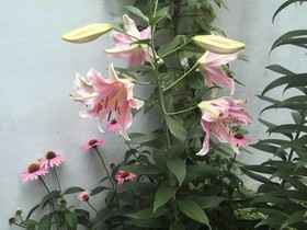 Duri Guesthouse