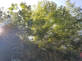 Gongsimga Guesthouse