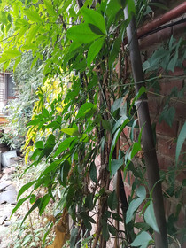 Gongsimga Guesthouse