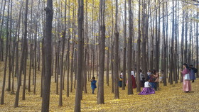Seoul Forest Guesthouse