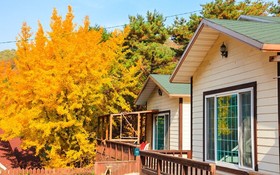 Yong Maple Pension