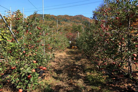 Apple Farm Stay