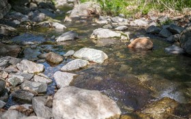 Gapyeong Blueberry Hill Pension