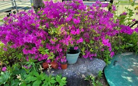 Gapyeong Green Garden Valley Pension